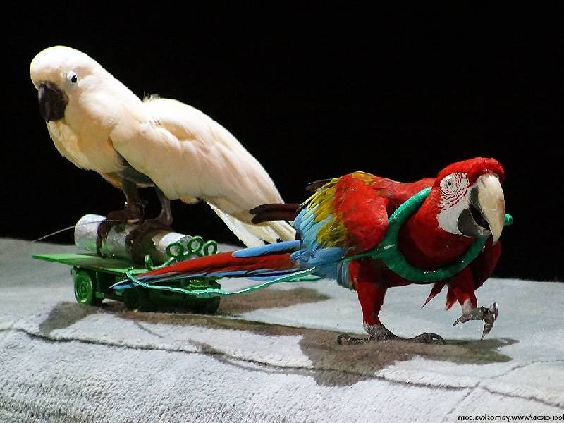 интересные факты о попугае для детей